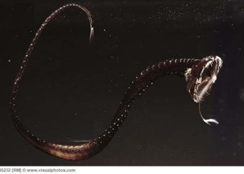 Científicos descifran el secreto del camuflaje de los peces «ultranegros» de las profundidades marinas