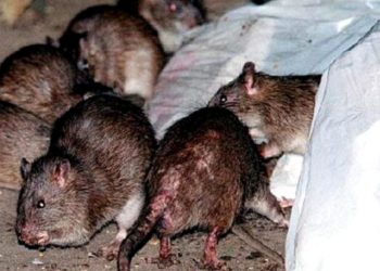 China emite una alerta tras confirmarse un caso de peste bubónica