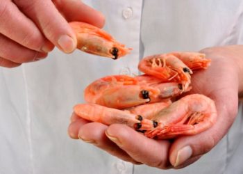 China suspendió la importación de gambas de Ecuador al detectar coronavirus en los paquetes
