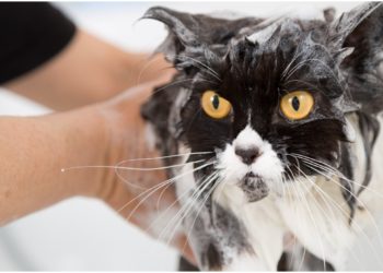 Un gato sobrevive tras pasar 12 minutos dentro de una lavadora en marcha
