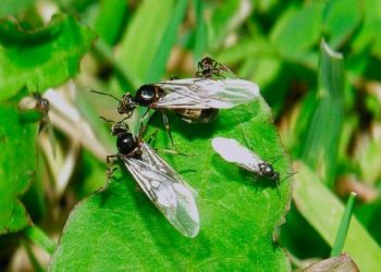 (VIDEO) Enjambres de hormigas voladoras invaden el Reino Unido, tan grandes que fueron detectados por radares