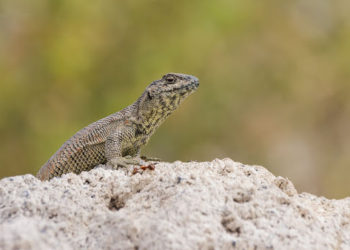 Una mujer filma un extraño lagarto con «extremidades» humanas en EE.UU.