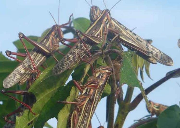 OIRSA emite alerta por plaga de «langosta centroamericana»