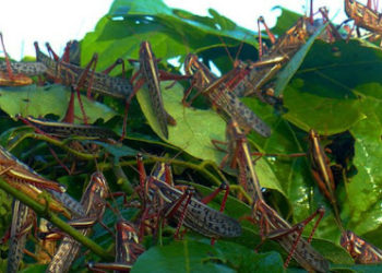 Presidente Bukele pide a ministros actuar contra plaga de langostas