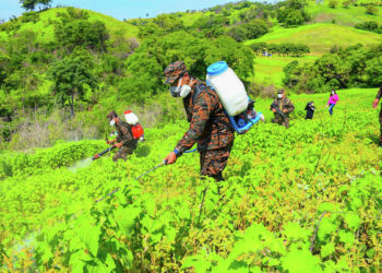 MAG y FAES exterminan ninfas de langostas voladoras en San Miguel