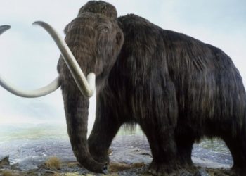 (VIDEO) Hallan huesos y tejidos de mamut bien conservados en un lago del ártico ruso