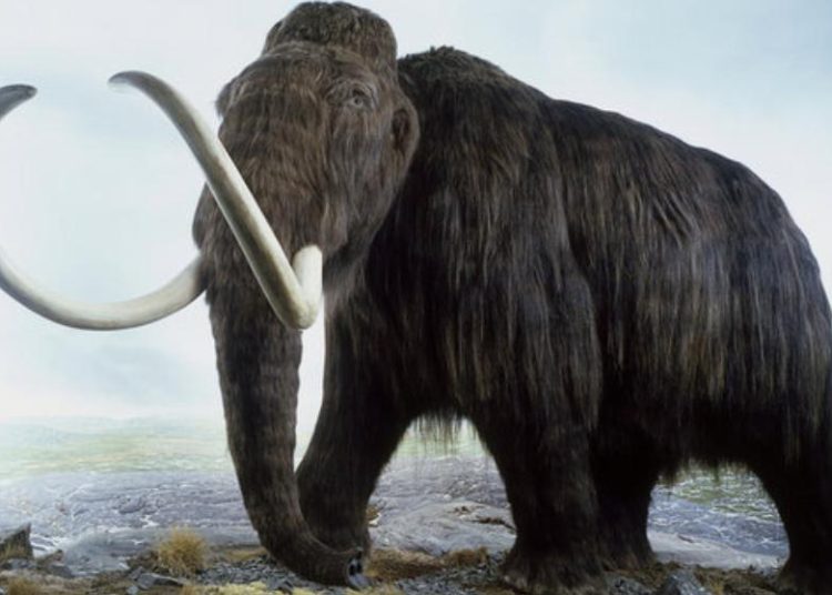 (VIDEO) Hallan huesos y tejidos de mamut bien conservados en un lago del ártico ruso