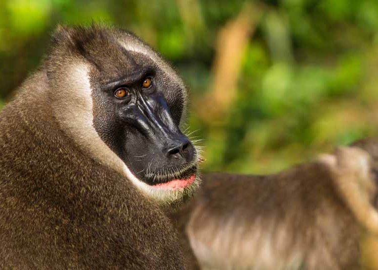 Langostas, mandriles y hormigas utilizan el distanciamiento social para no enfermar
