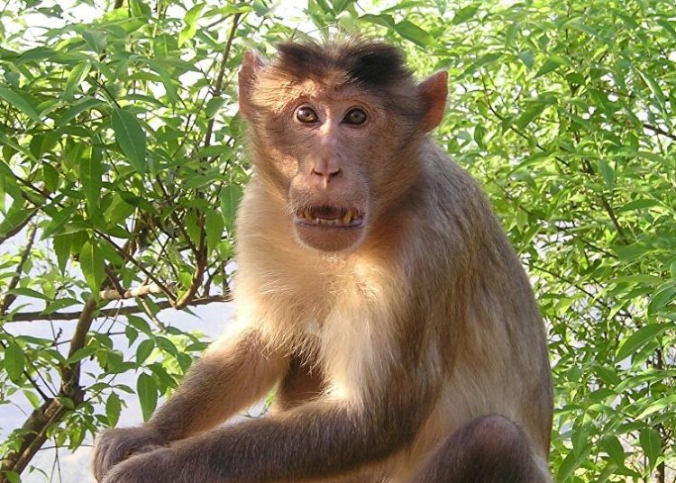 (VIDEO) Un mono roba un pastel en pleno aniversario de boda