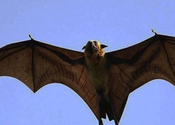 Se viraliza la imagen de un murciélago «de tamaño humano» encontrado en Filipinas