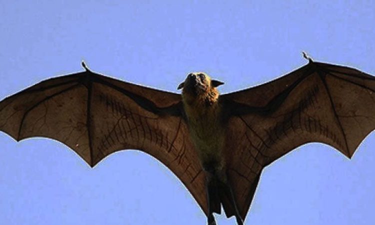 Se viraliza la imagen de un murciélago «de tamaño humano» encontrado en Filipinas