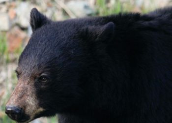 (VIDEO) Descubre tres oseznos hurgando en su cocina y se desata el caos