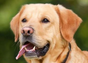 Científicos determinan que un año humano no equivale a siete años de perro