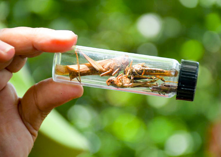 Más de mil soldados integran las cuadrillas para combatir la plaga de la langosta centroamericana