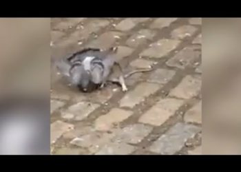 (VIDEO) Dos ratas luchan frente a un gato que no se molesta en intervenir