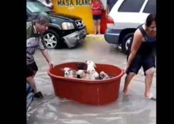 (VIDEO) En México una pareja rescata con una tina perros en las calles inundadas y se hace viral
