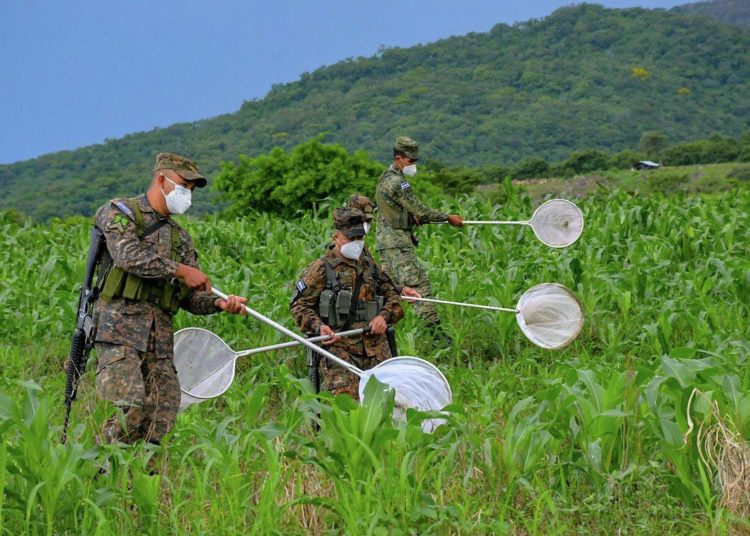 Gobierno inicia plan para combatir la plaga de langostas voladoras