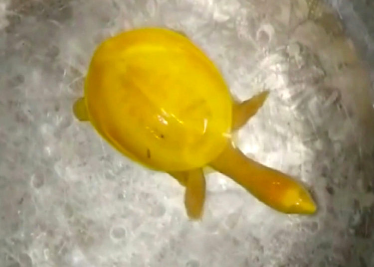 (VIDEO) Encuentran en la India una rara tortuga amarilla