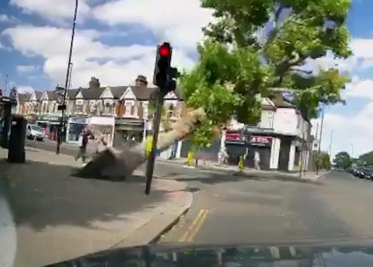 (VIDEO) dos personas se salvan por segundos de morir aplastadas por un árbol