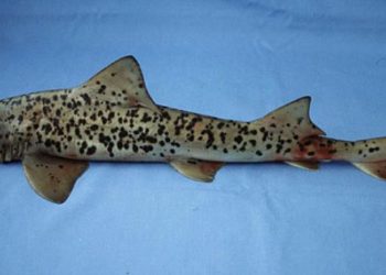 Un tiburón considerado «perdido» por la ciencia es redescubierto 120 años después