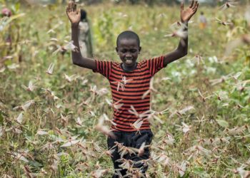 Identifican el compuesto químico que hace que se formen enjambres de langostas