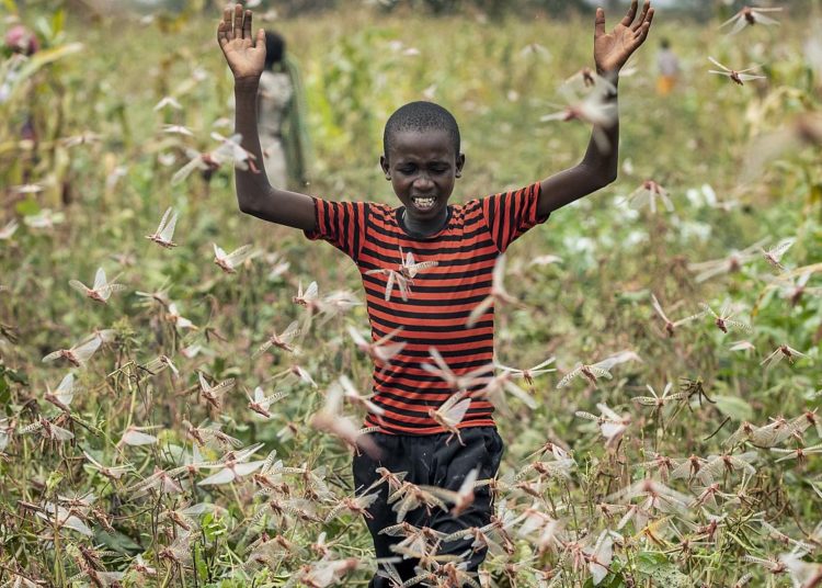 Identifican el compuesto químico que hace que se formen enjambres de langostas