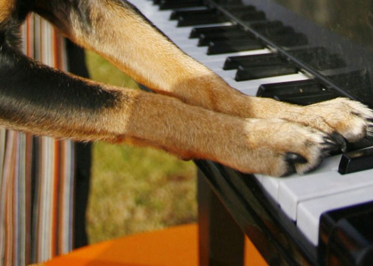 (VIDEOS) Una perra ‘toca’ el piano y no para de ‘cantar’ con aullidos