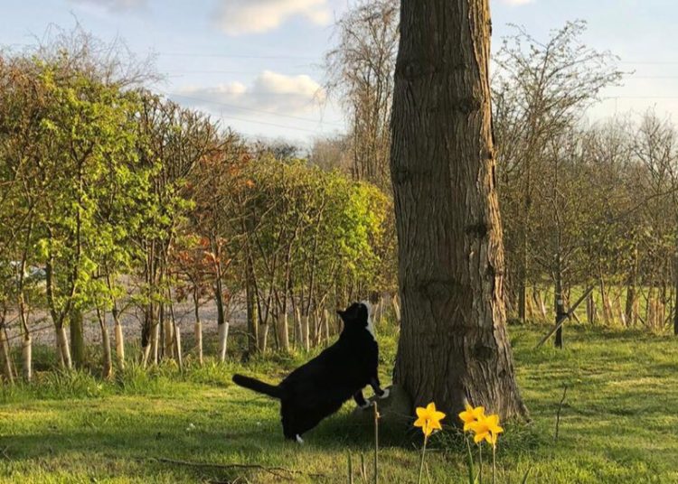 El gato Palmerston, ratonero jefe de la Cancillería británica, ‘anuncia’ su jubilación