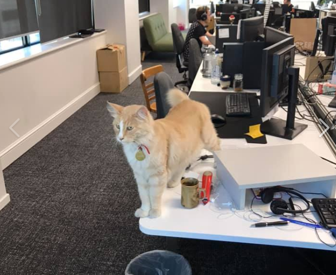 Mittens, el gato ‘omnipresente’ que enamora en la Red, aspira al título de ‘neozelandés del año’