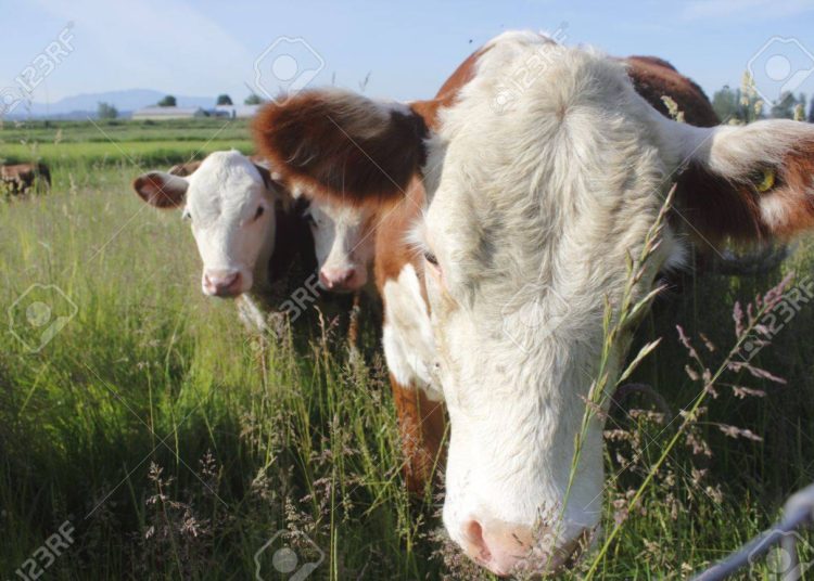 (VIDEO) Vacas curiosas se cuelan en un informe meteorológico en vivo