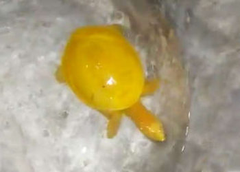 Una tortuga dorada aparece en Nepal y la veneran como encarnación del dios Vishnú