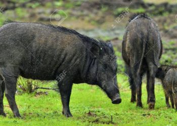 (VIDEO) Cerdos salvan a un pez empujándolo al agua