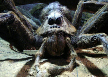 Una familia miraba Harry Potter cuando debajo de un sofá saliera una araña con «enormes pinzas» parecida a Aragog