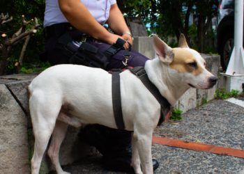 De perro callejero a “Sargento”