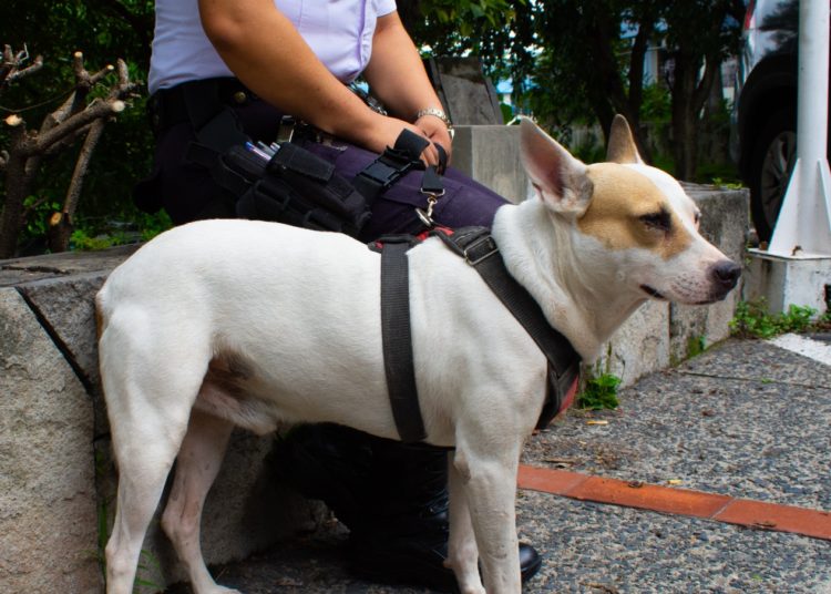 De perro callejero a “Sargento”