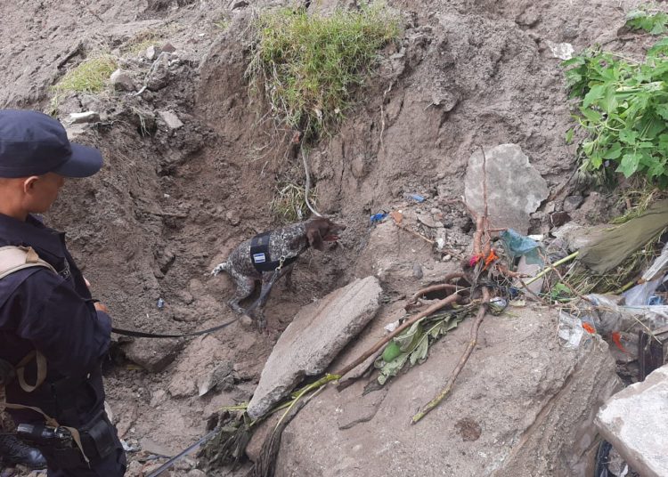 El oficial Cora de la Unidad K9 localiza a persona soterrada en Soyapango
