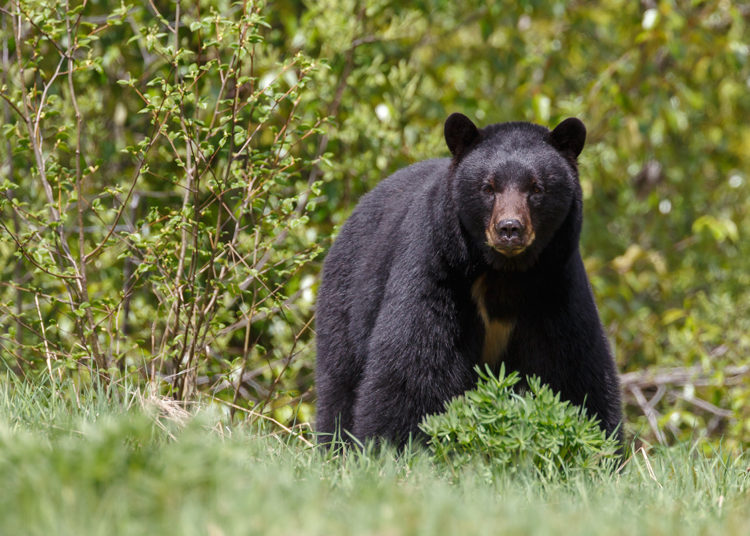 (VIDEO) Captan el momento en que un ‘amigable’ oso negro se une al picnic de una familia