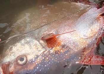 Atrapan un pez del tamaño de un adulto tras un terremoto en Filipinas