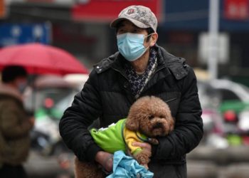 Dos perros dan positivo por coronavirus en Japón