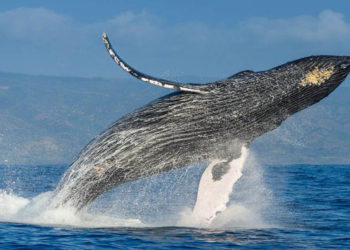 (VIDEO) Dos ballenas jorobadas voltean en el aire frente a dos pescadores