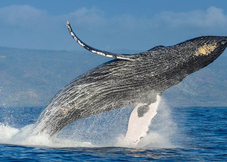 (VIDEO) Dos ballenas jorobadas voltean en el aire frente a dos pescadores