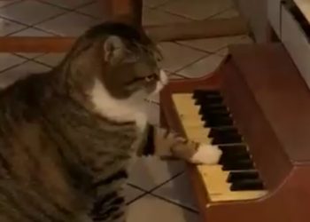 (VIDEO) Un gato puesto a dieta toca un minipiano para pedir comida