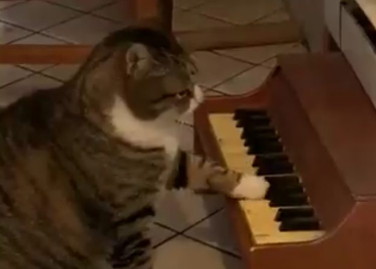 (VIDEO) Un gato puesto a dieta toca un minipiano para pedir comida