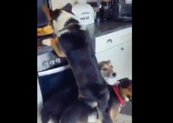 (VIDEO) Un grupo de perros trabaja en equipo para robar comida