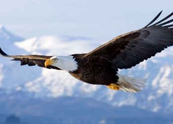 Un águila asesta un fulminante ataque a un dron en pleno vuelo y lo manda al fondo del lago Míchigan