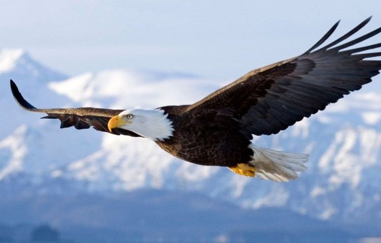 Un águila asesta un fulminante ataque a un dron en pleno vuelo y lo manda al fondo del lago Míchigan