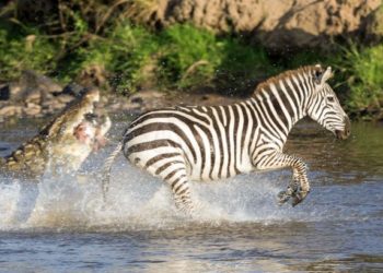 (VIDEO) Una cebra logra escapar de dos cocodrilos cuando todo parecía perdido