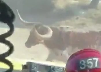 (VIDEO) Un toro persigue a bomberos que luchaban contra incendios forestales en California