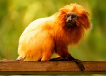 Construyen en Brasil un puente para ‘leones dorados’ en peligro de extinción