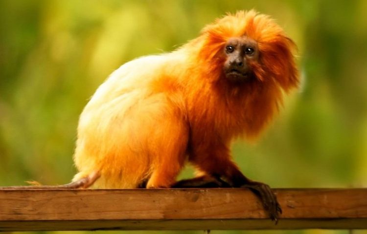 Construyen en Brasil un puente para ‘leones dorados’ en peligro de extinción